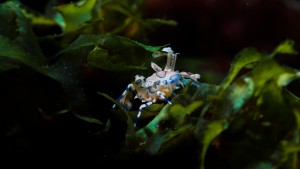 harlequin shrimp 2